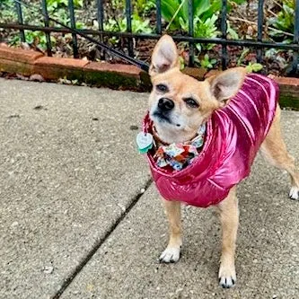 Chic Waterproof Puffer Dog Vest